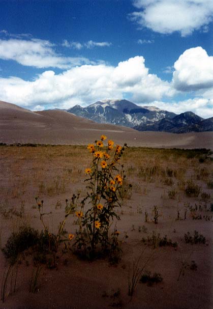 sandflower