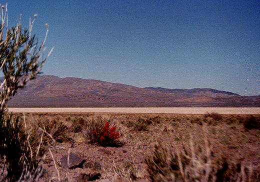 indian paintbrush